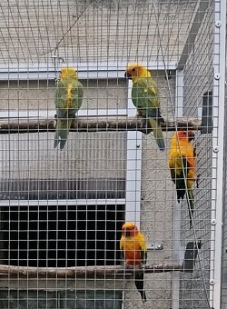 Aratinga slnečná - 2