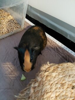 Morčatá aj s príslušenstvom - 2