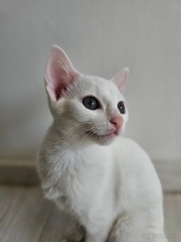 Ruská modrá mačka v bielej variante - 2