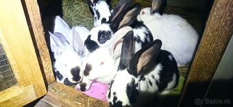 Predam mladé 3 mesačne krížence - 2