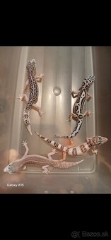 Gekončik nočny - 2