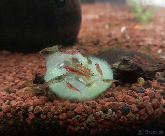Krevety Neocaridina 0,3€ / kus - 2