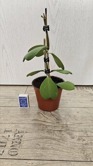 Hoya kerrii - srdiečkovy "kaktus", voskovka, sukulent - 2
