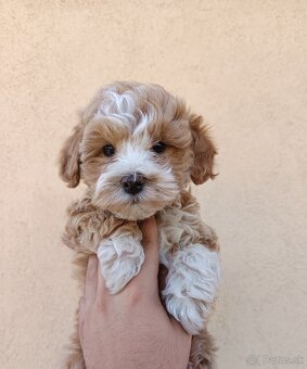 Mini maltipoo - 2