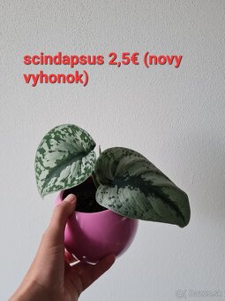 Epipremnum, philodendron a iné izbovky - 2
