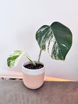 Monstera Albo - 2