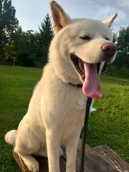 Akita na krytie - 2