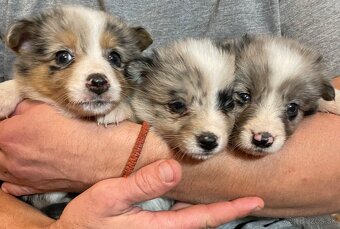 Border kólia - šteniatka - 2