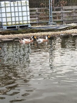 Indický bežec srnčí sedlatý - 2