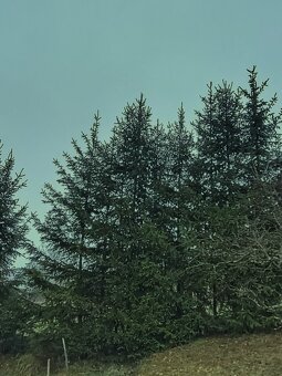 Vianočný stromček - smrek. - 2