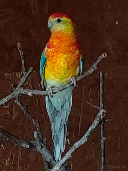 Papagáj spevavy - 2