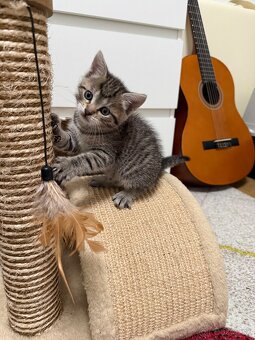 Darujem kocurika - 2