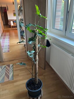Velke syngonium stopkatoliste albo varieta - 2