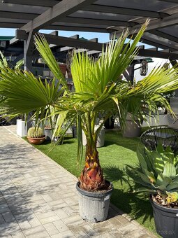 Washingtonia robusta - 2