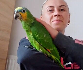 ručne chované veľmi priateľské amazonské papagáje na predaj - 2