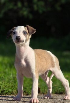 Vipet, Whippet s PP - 2