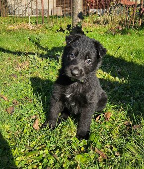 nemecký ovčiak šteniatka - 2