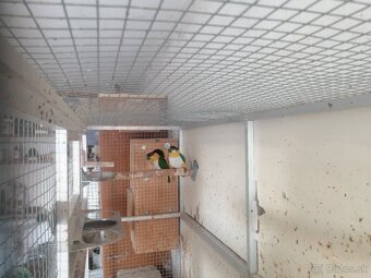 Amazonik čiernotemenný - 2