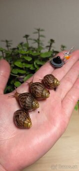 Africký slimák - 2