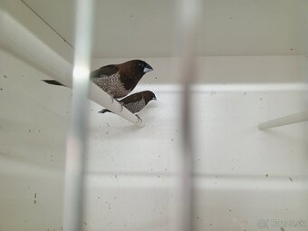 Pestunky japonské - 2