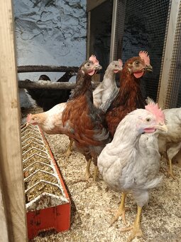 Predám mladé kohúty - 2