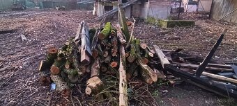 Drevo na predaj. - 2