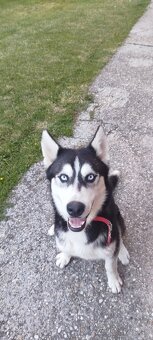 Sibírsky husky - 2