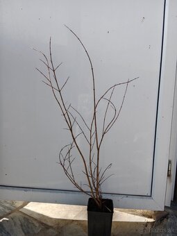 60-90 cm Rodiace granátové jablko ( Punica granatum). - 2