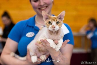Dvojročný kocúrik plemena Devon rex si hľadá nový domov - 2