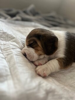 Štěně beagle s pp - 2