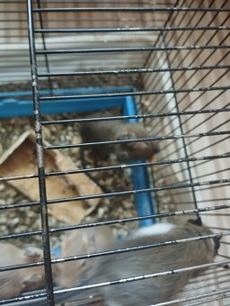 Osmak degu - 2