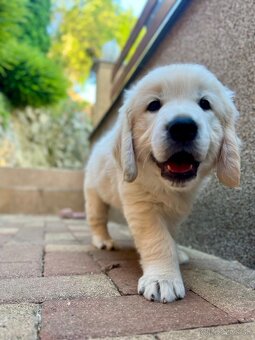 Zlatý retriever - voľná fenka, šteniatko s preukazom pôvodu - 2