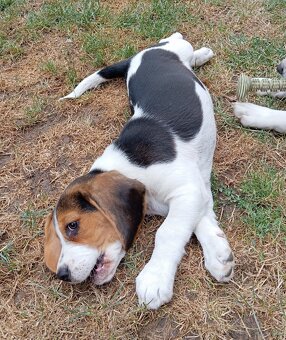Predaj Beagle Tricolor - 2