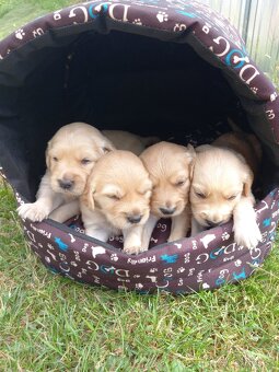 Zlatý retriever šteniatka - 2