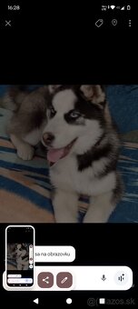 Sibírsky husky - 2