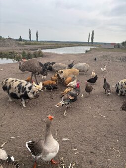 predam Kune Kune - 2