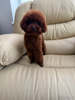 toy pudel dievča - 2