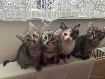 Darujem mačiatka - 2