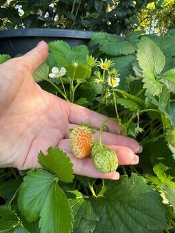 Sadenice mara de bois - ťahavé vysiace jahody - 2