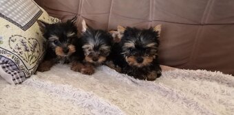 Yorkshirsky teriér Yorkshir - 2