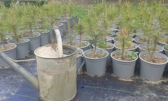 Borovica čierna ihličňan - 2