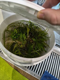 Akvarijné rastliny - 2