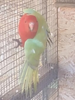 Papagáj Královský žltý predaj - 2