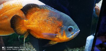 Ocelatus cichlida Pávia - 2