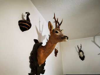 Srnec a iné trofeje - 2