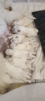 Bichon frise (bišonik) šteniatko s PP - 2