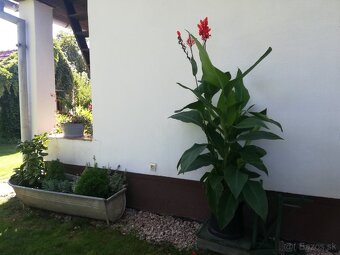 Kana indická červená - 2