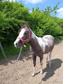 Ročná kobylka arab/painthorse - 2
