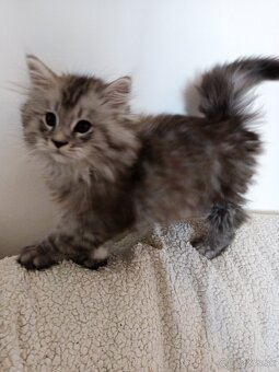Predám mačiatka Maine coon - 2