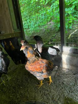 Araucana a vlaska - 2